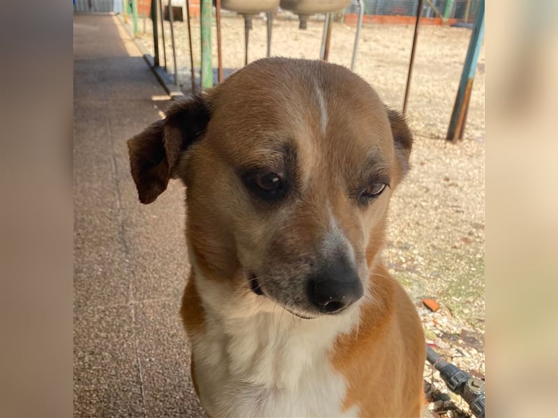 NILO sucht gemütliches Körbchen