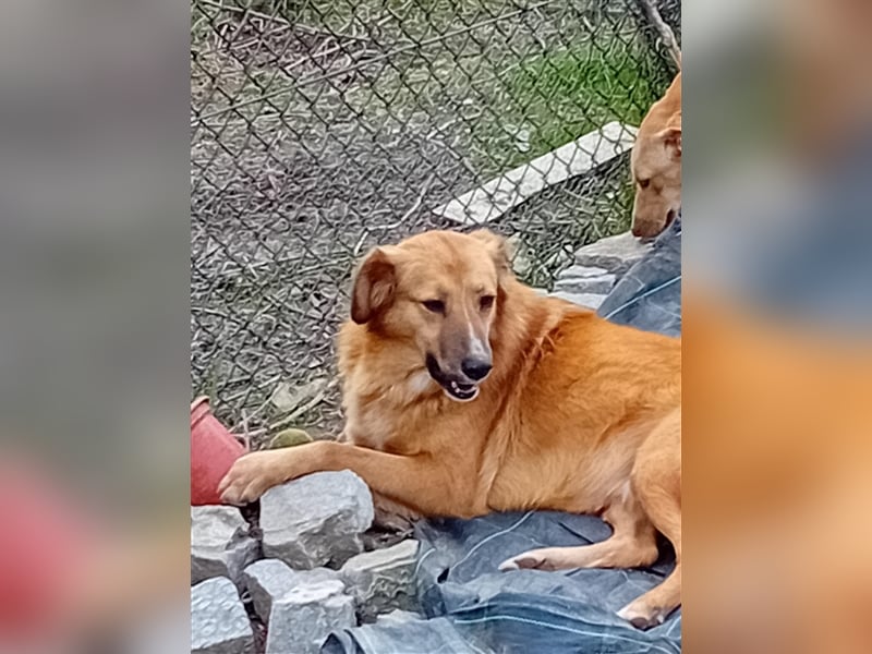 NIKITA sucht ihr Glückskörbchen