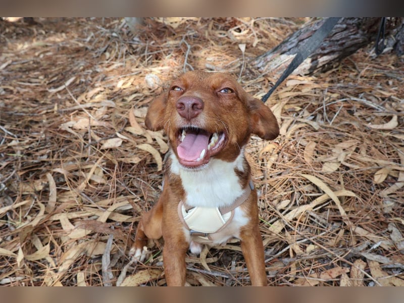 TOFFEE sucht seine Herzensmenschen