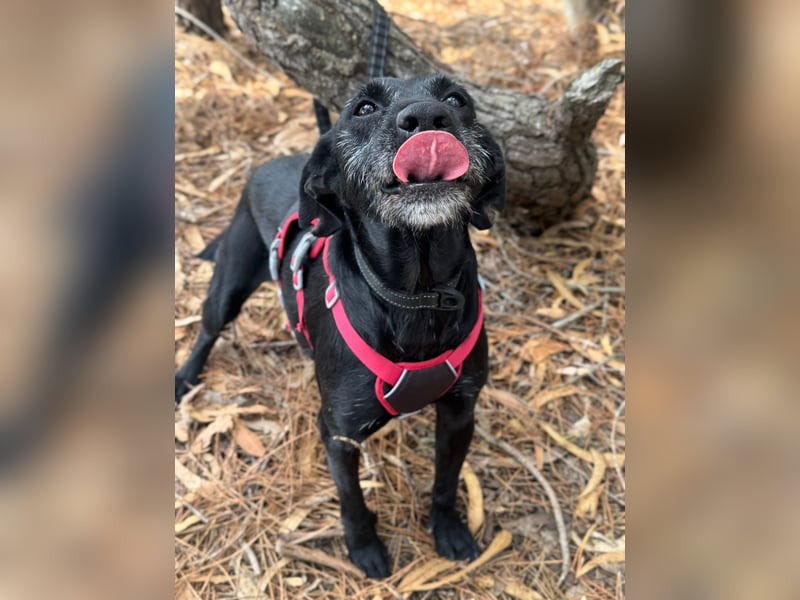 COOKIE wünscht sich ein liebevolles Daheim