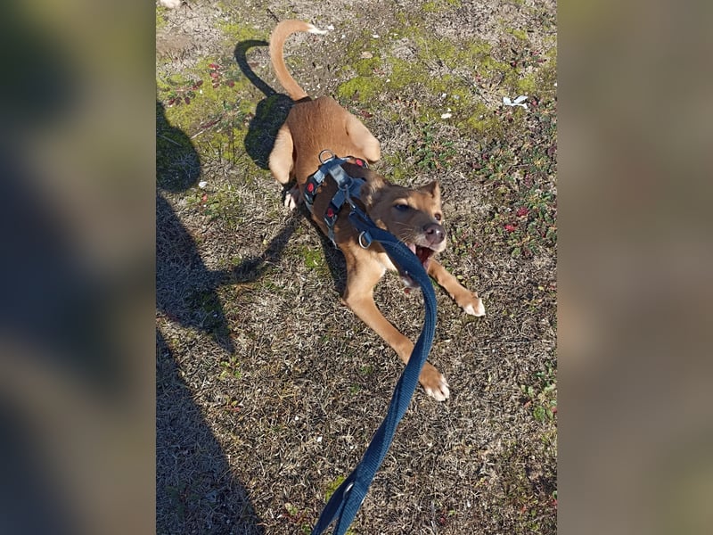 LUKA sucht sein Traumkörbchen