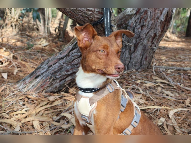 TOFFEE sucht seine Herzensmenschen