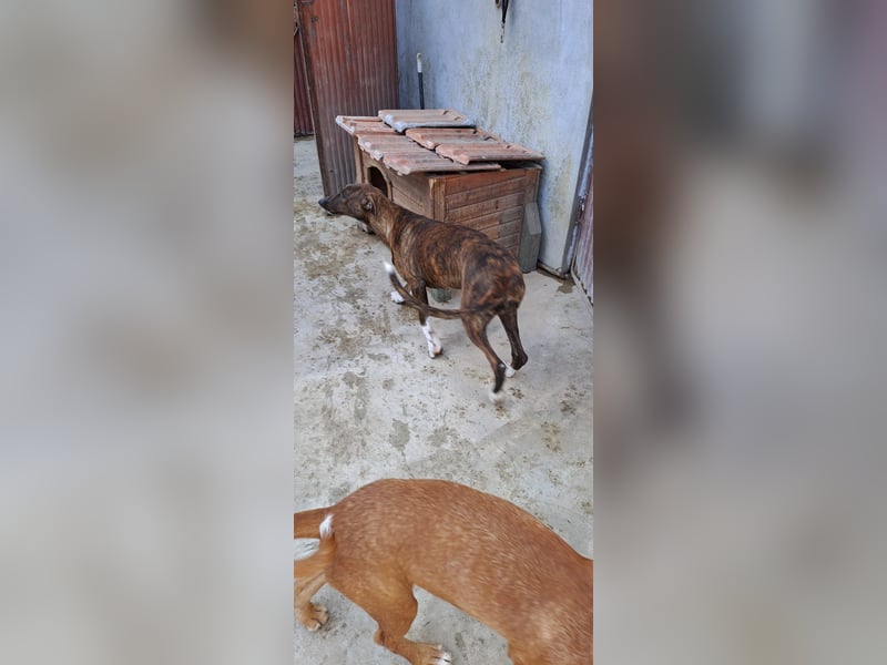 KIKA wünscht sich ein eigenes Zuhause
