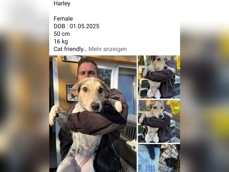 Dringend Pflegestellen gesucht