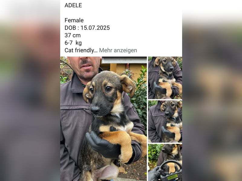 Dringend Pflegestellen gesucht