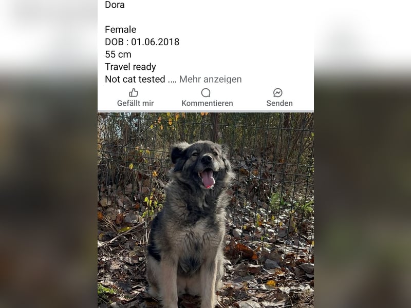 Dringend Pflegestellen gesucht