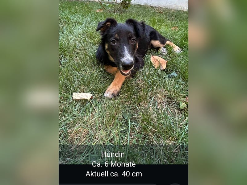 Dringend Pflegestellen gesucht