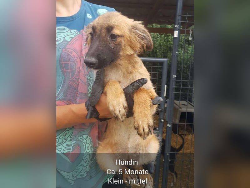 Dringend Pflegestellen gesucht