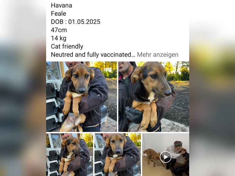 Dringend Pflegestellen gesucht