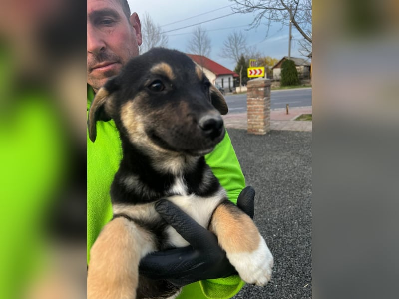 Dringend Pflegestellen gesucht