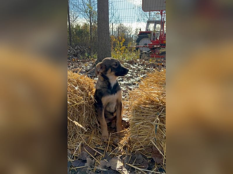 Dringend Pflegestellen gesucht
