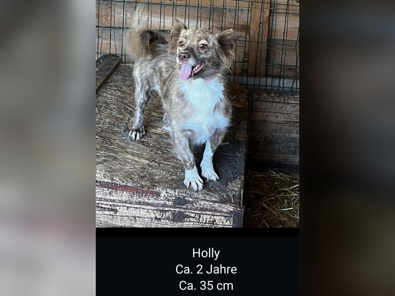 Dringend Pflegestellen gesucht