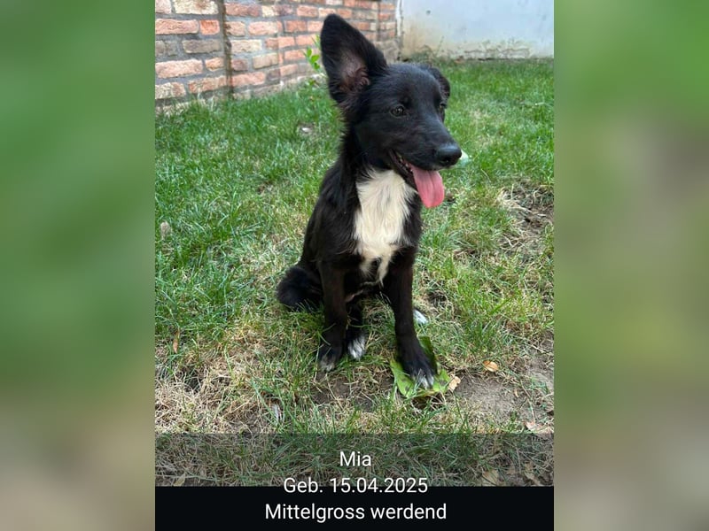 Dringend Pflegestellen gesucht