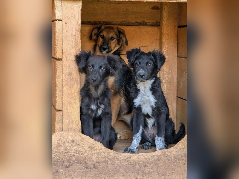 Dringend Pflegestellen gesucht