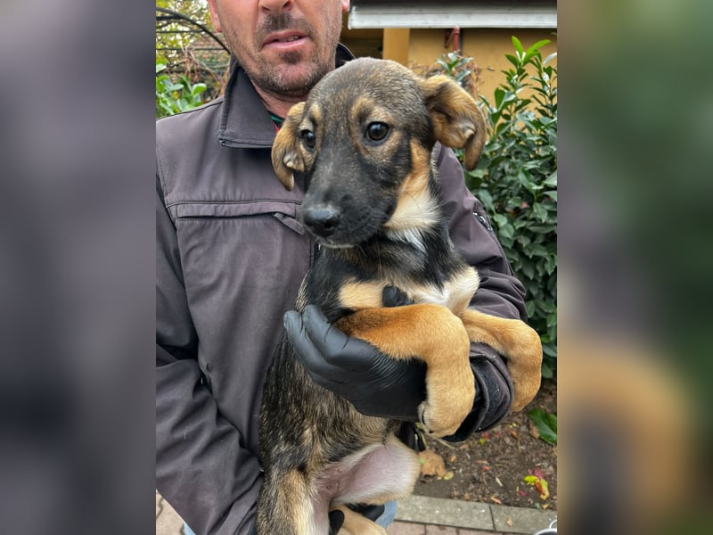 Dringend Pflegestellen gesucht