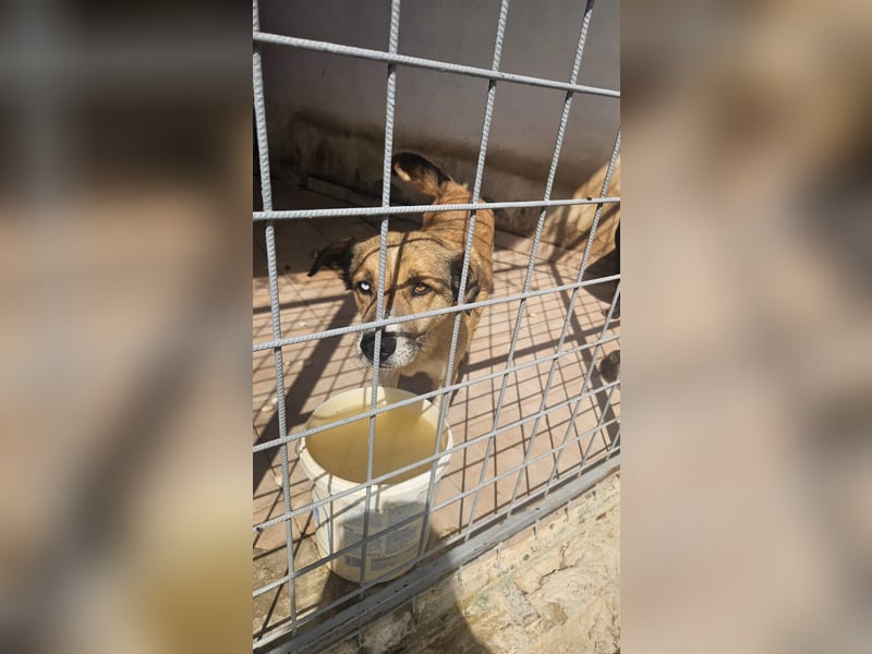 Loki sitzt noch in der Tötung