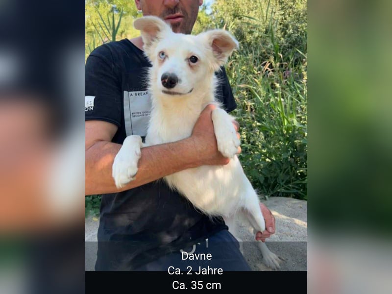 Dringend Pflegestellen gesucht