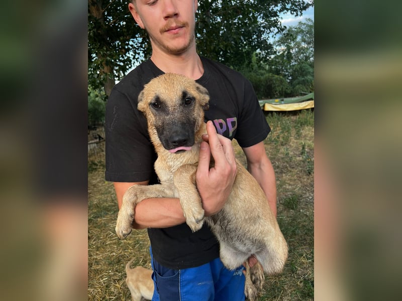 Dringend Pflegestellen gesucht