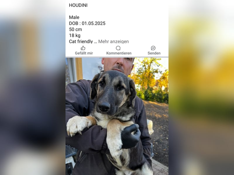 Dringend Pflegestellen gesucht