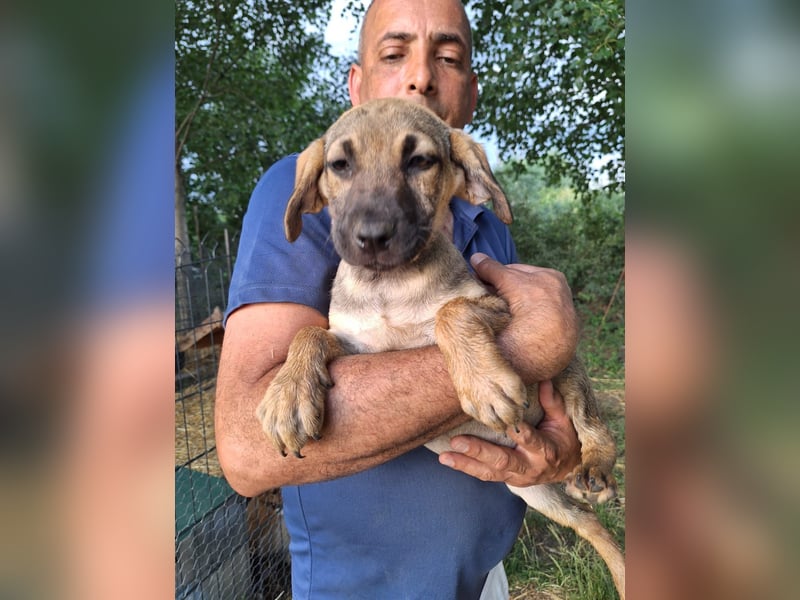 Dringend Pflegestellen gesucht