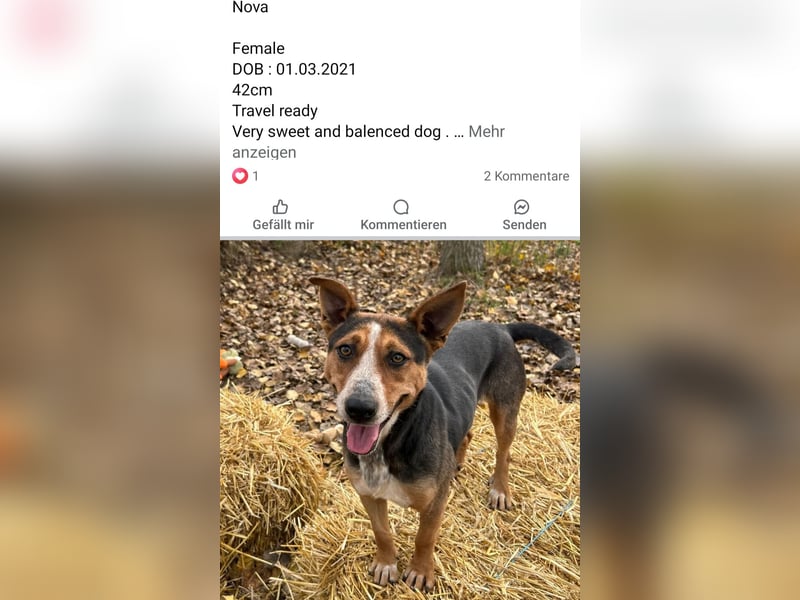 Dringend Pflegestellen gesucht