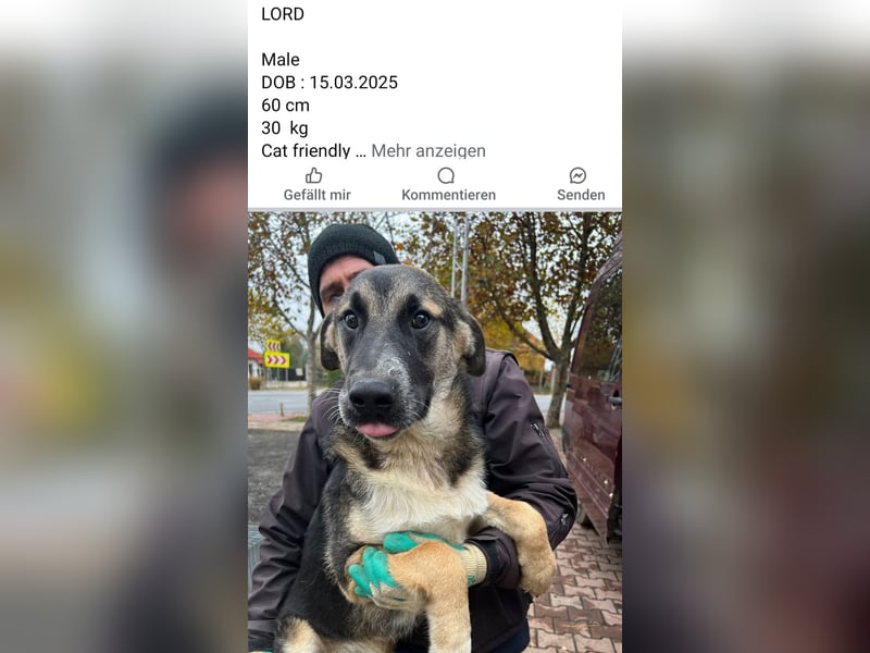 Dringend Pflegestellen gesucht