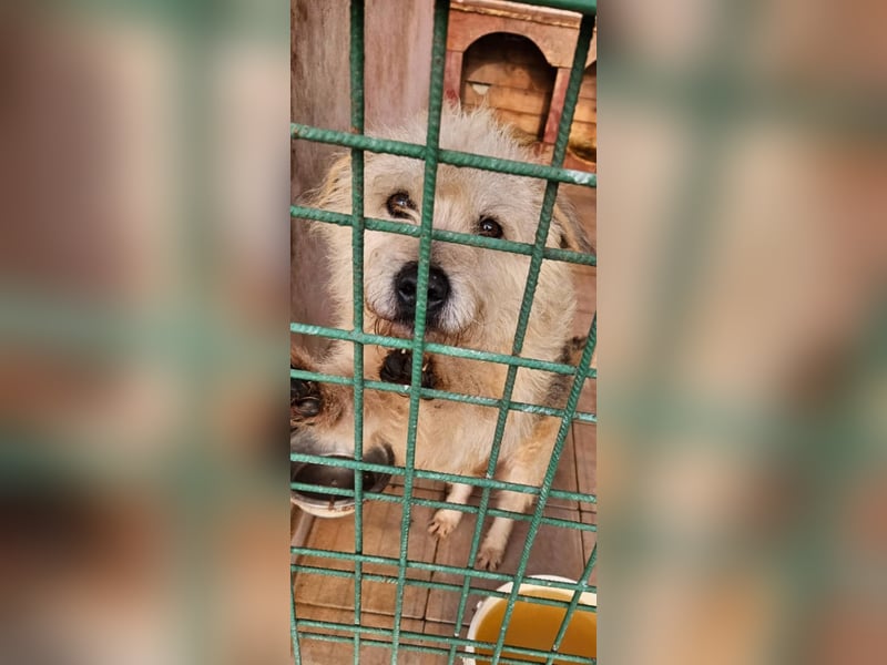 SOS Fluffy sitzt noch in der Tötung