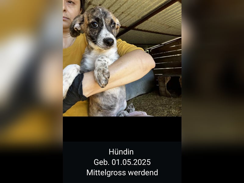 Dringend Pflegestellen gesucht