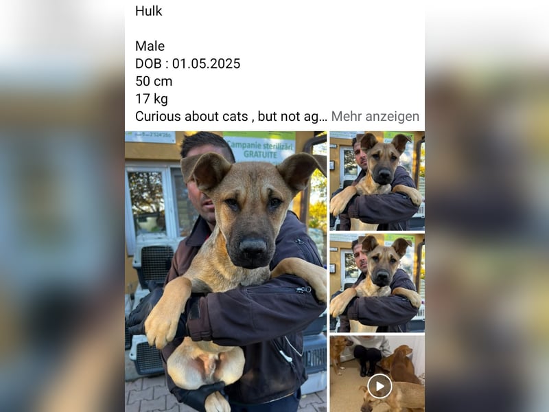 Dringend Pflegestellen gesucht