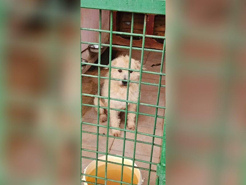 SOS Fluffy sitzt noch in der Tötung