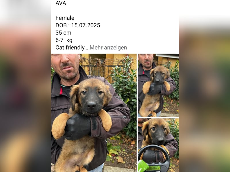 Dringend Pflegestellen gesucht