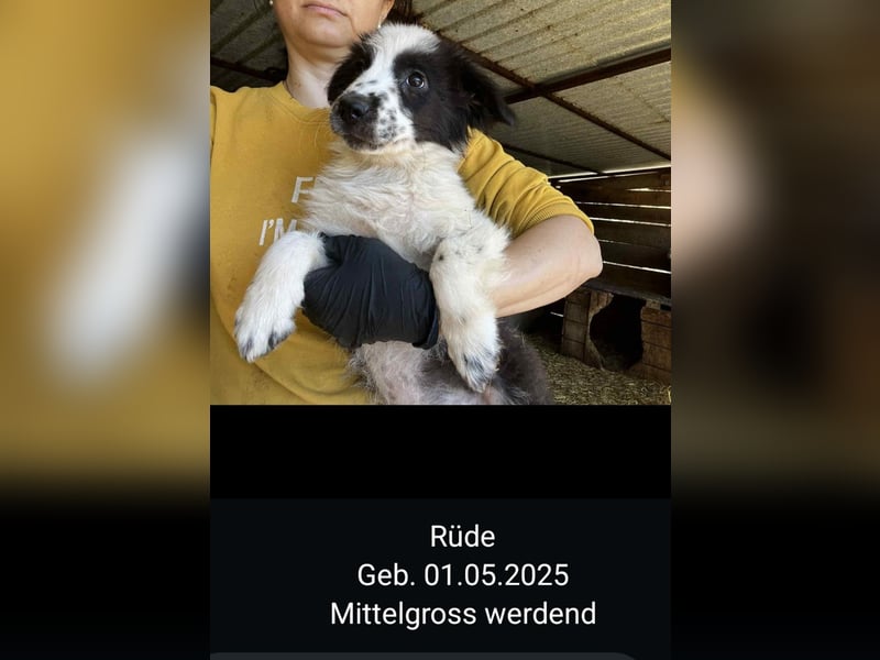 Dringend Pflegestellen gesucht