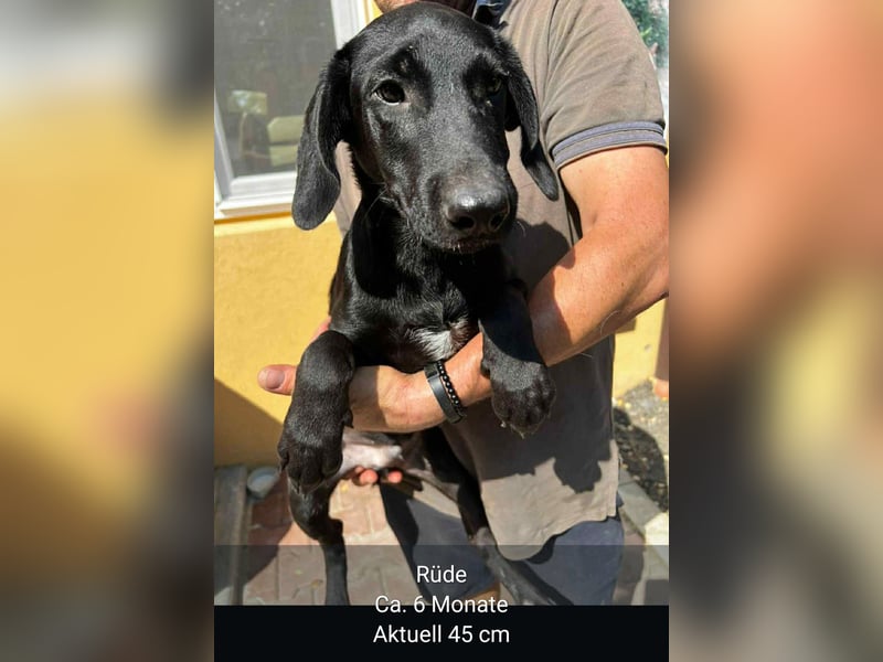 Dringend Pflegestellen gesucht