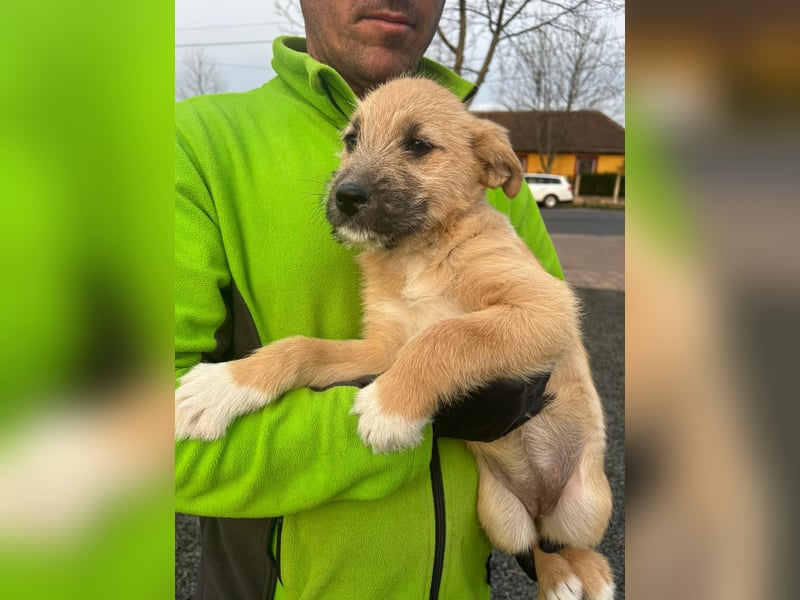 Dringend Pflegestellen gesucht