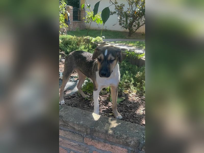 Hübscher Kerl wünscht sich ein Zuhause