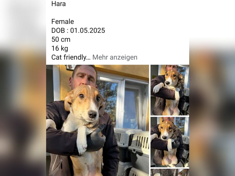 Dringend Pflegestellen gesucht