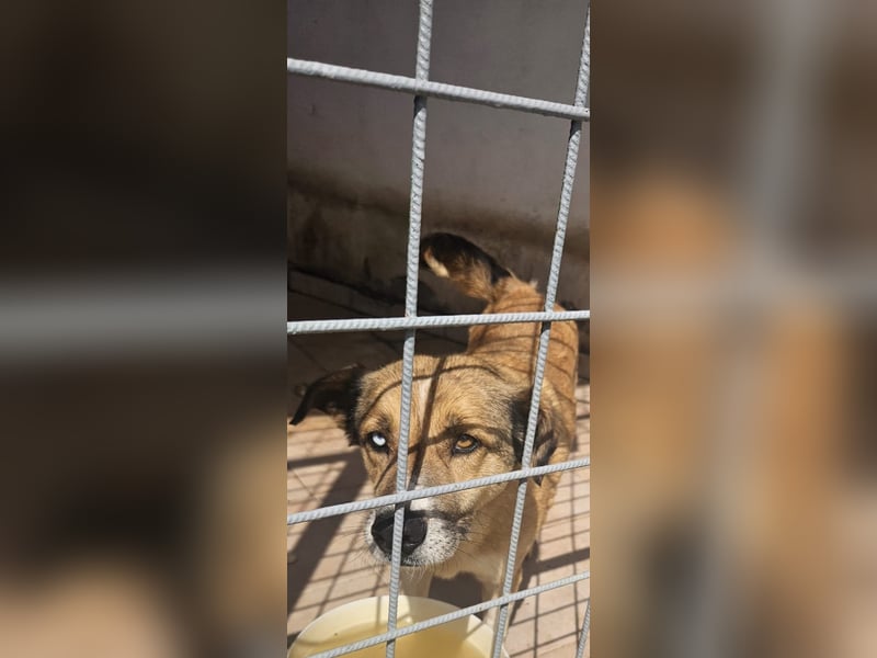 Loki sitzt noch in der Tötung