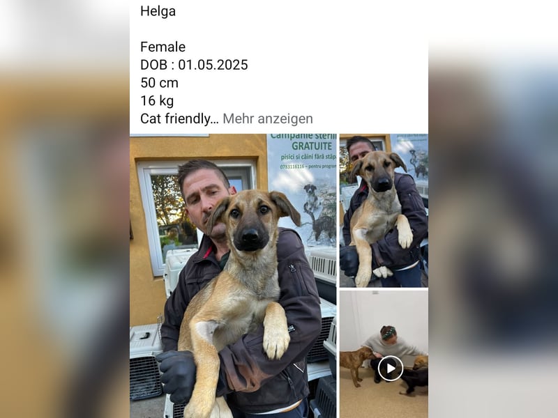 Dringend Pflegestellen gesucht