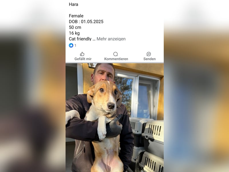 Dringend Pflegestellen gesucht