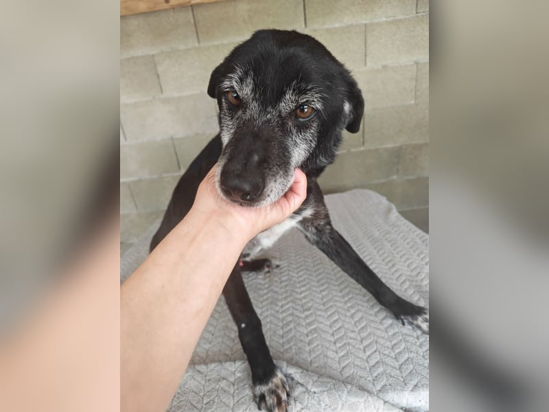 Senior wartet schon so lange SOS dringend