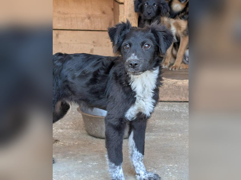 Dringend Pflegestellen gesucht