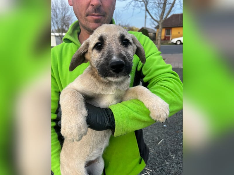 Dringend Pflegestellen gesucht