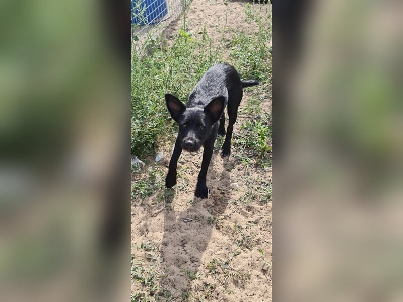 Lollo labrador mix Welpe sucht ein Zuhause 