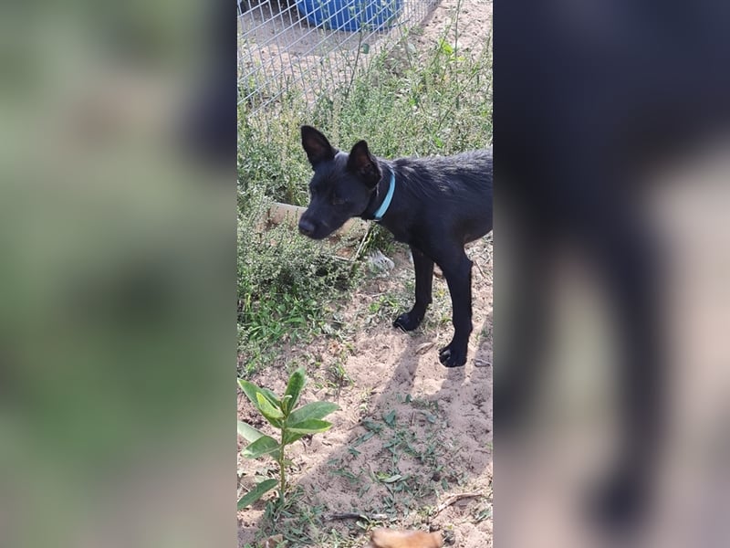 Lollo labrador mix Welpe sucht ein Zuhause 