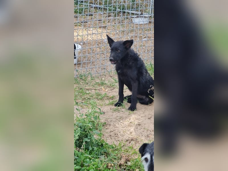 Lollo labrador mix Welpe sucht ein Zuhause 