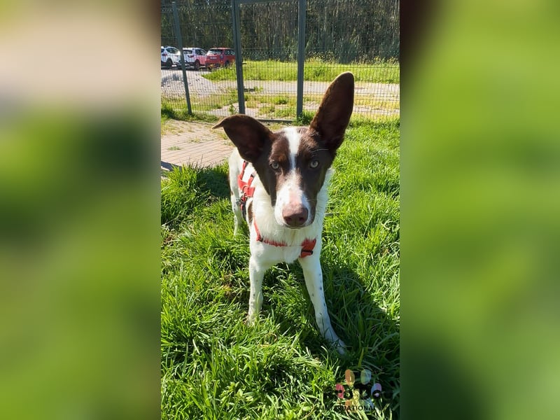 Cleo sucht ihr Glück