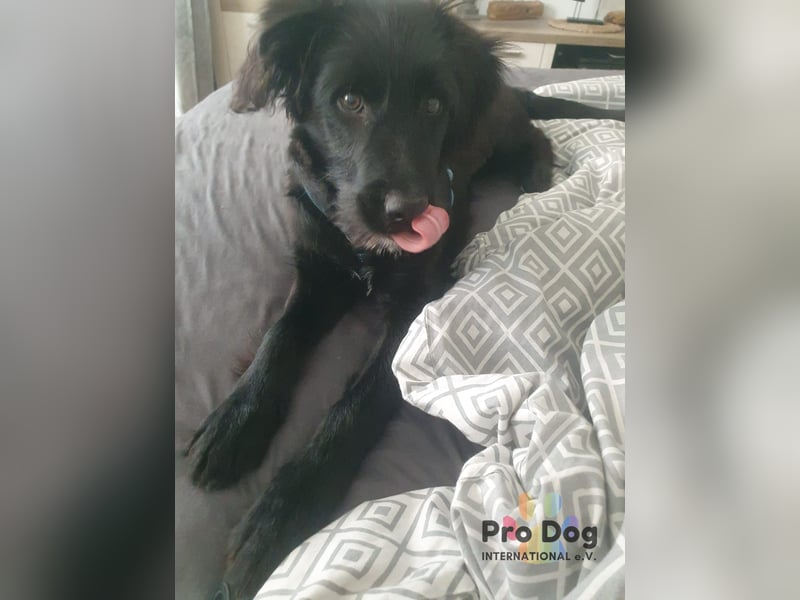 Hundekind Joker auf Pflegestelle