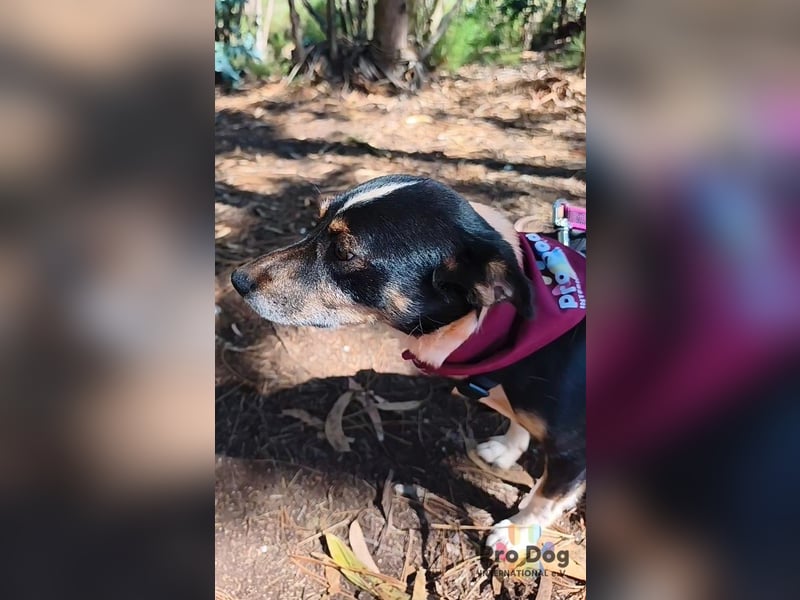 Maya