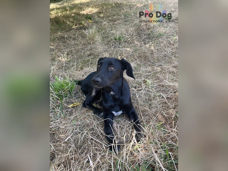 Hundekind Freya
