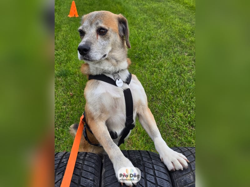 Atreju auf Pflegestelle